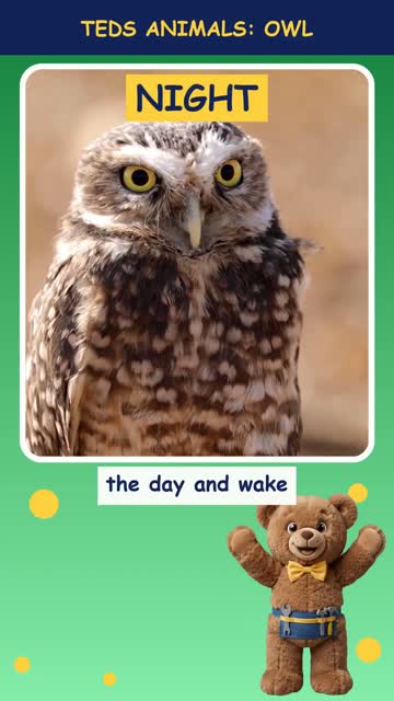 Tinker Ted and the Owl