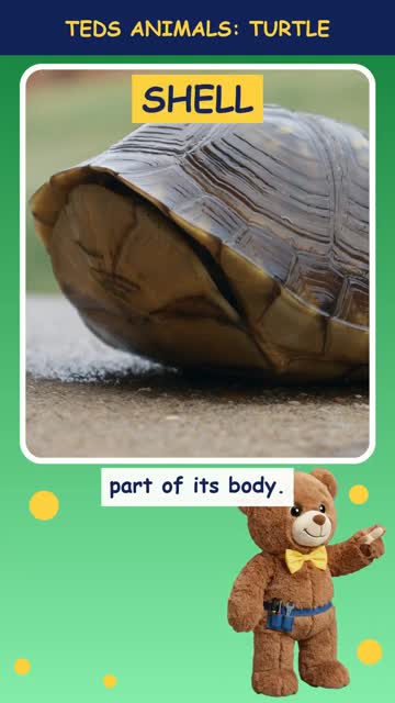 Tinker Ted and the Turtle