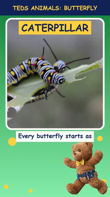 Tinker Ted and the Butterfly