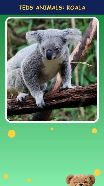 Tinker Ted and the Koala