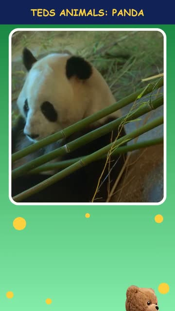 Tinker Ted and the Panda