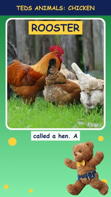 Tinker Ted and the Chicken