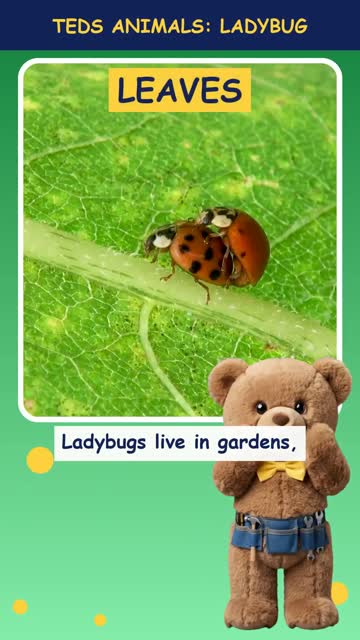 Tinker Ted and the Ladybug
