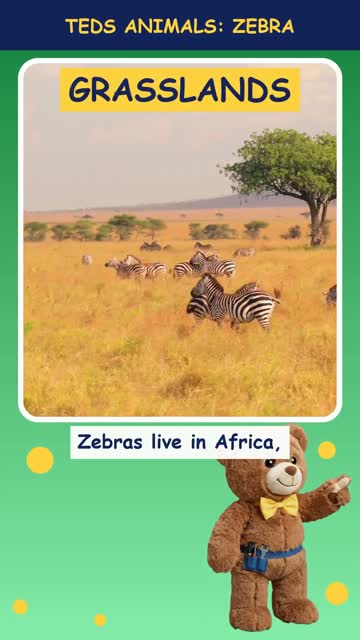 Tinker Ted and the Zebra