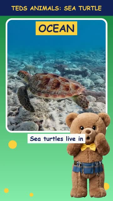 Tinker Ted and the Sea Turtle