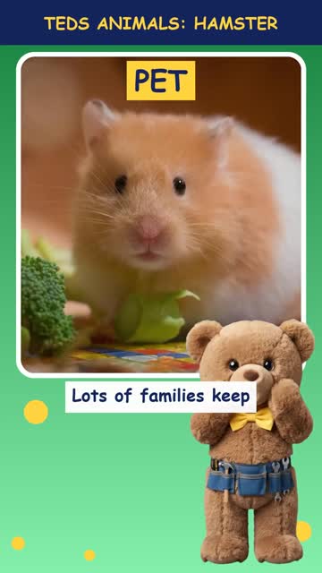 Tinker Ted and the Hamster