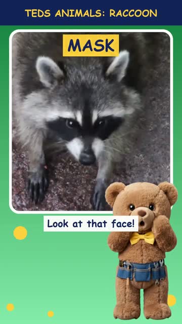 Tinker Ted and the Raccoon