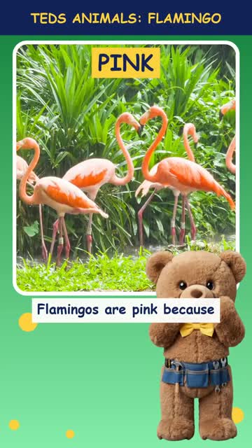 Tinker Ted and the Flamingo