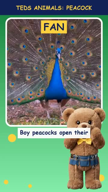 Tinker Ted and the Peacock