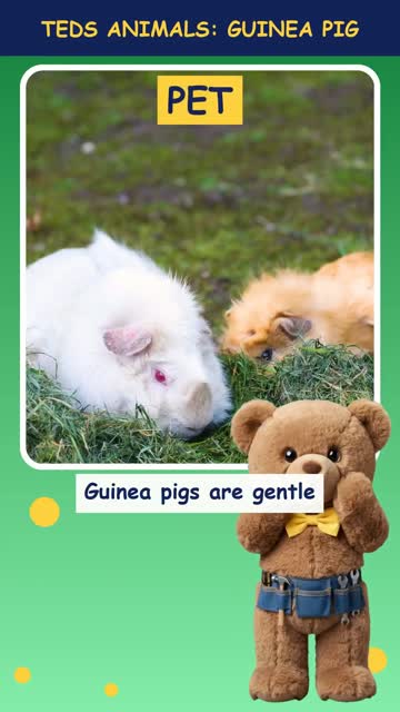 Tinker Ted and the Guinea Pig