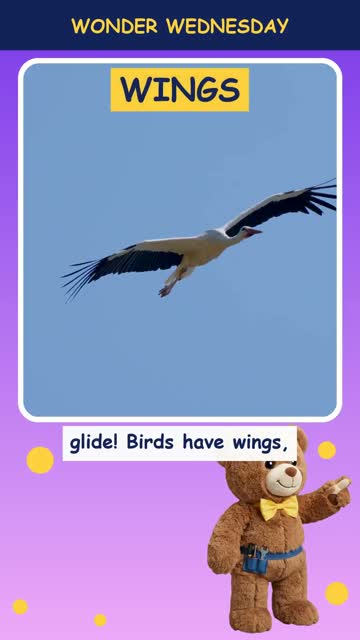 How do birds fly?
