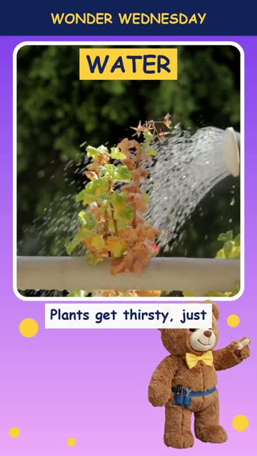 How do plants drink water?