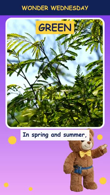 Why do leaves change color?