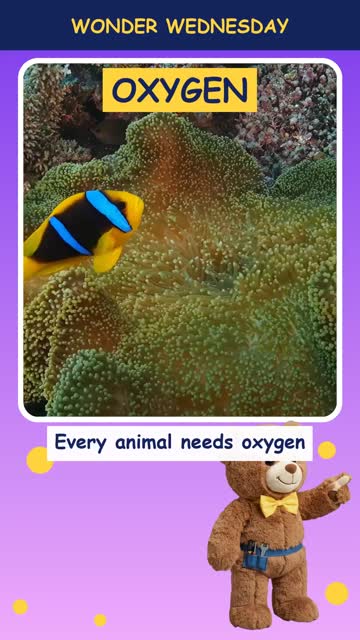 How do fish breathe underwater?