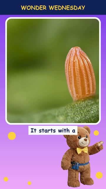 How do caterpillars become butterflies?