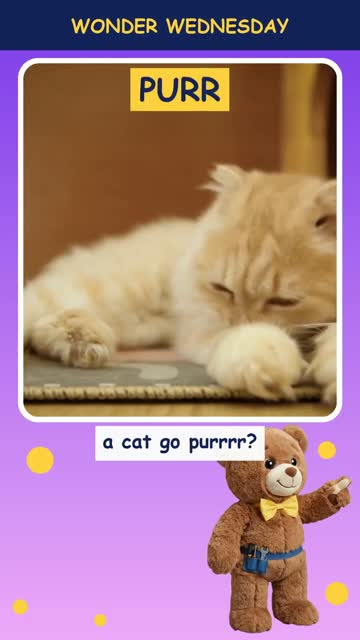 Why do cats purr?