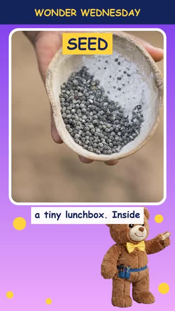 How do seeds grow?