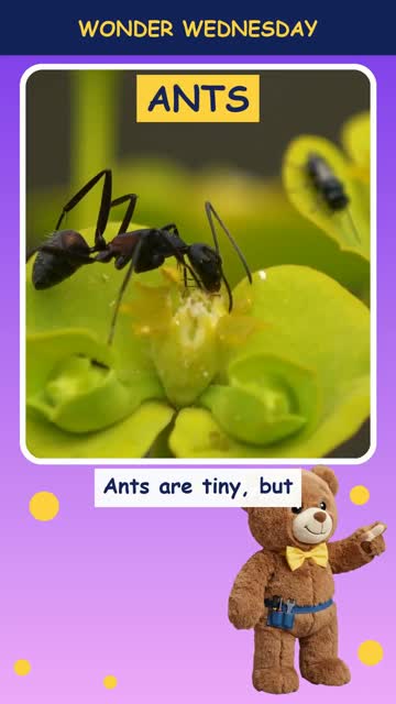 How do ants find food?