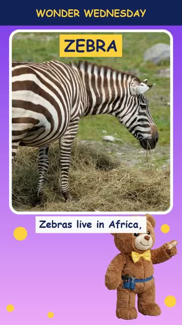 Why do zebras have stripes?