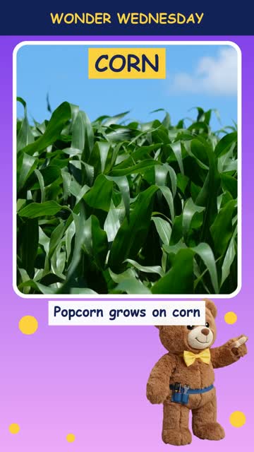 What makes popcorn pop?