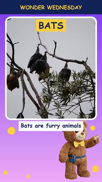 How do bats see in the dark?