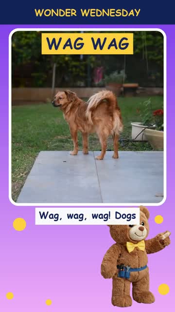 Why do dogs wag their tails?