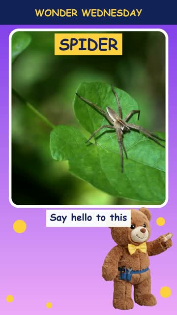 How do spiders make webs?