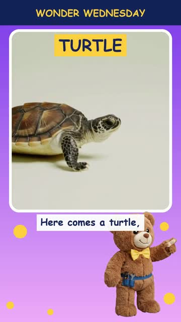 Why do turtles have shells?
