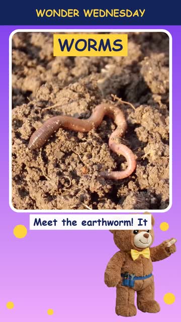 How do worms help the garden?