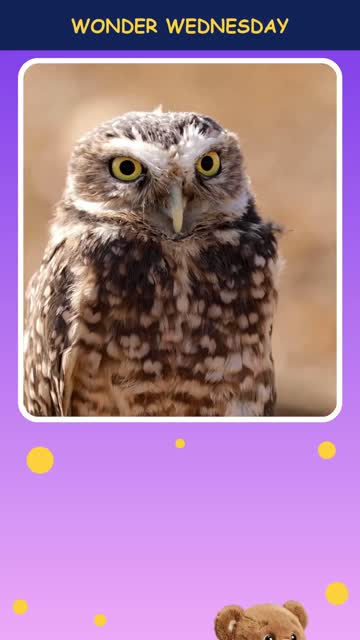 How do owls turn their heads so far?