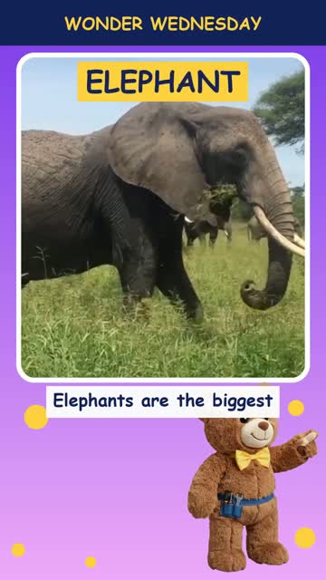 How do elephants use their trunks?