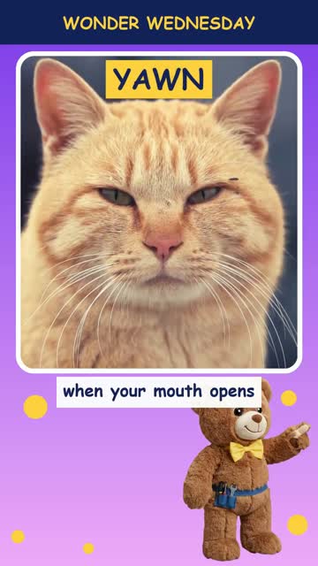 Why do we yawn?