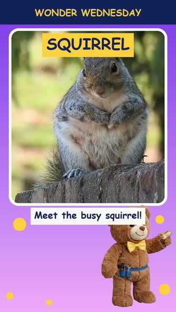 How do squirrels find their nuts?